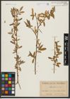 Foto von Salix alba L.